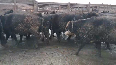 Lote 20 Vaquilla Gorda en Los Ángeles, VIII Región Biobío