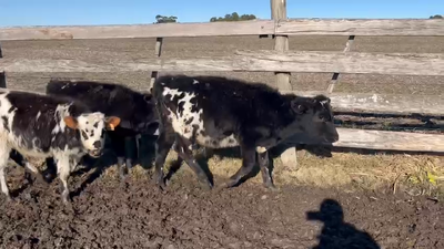 Lote 3 Terneros Cruzas en Ecilda