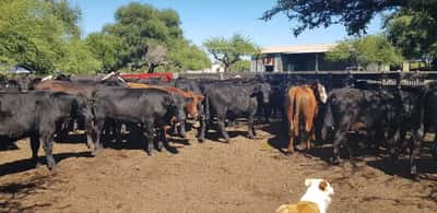 Lote 100 Novillos en Sauce, Corrientes