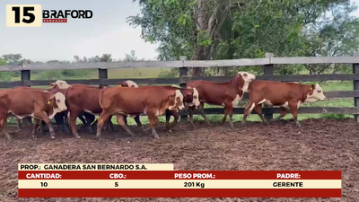 Lote LOTE 15