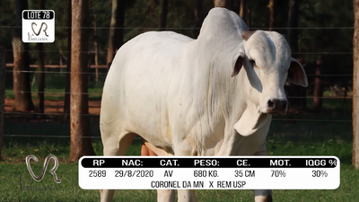 Lote LOTE 78