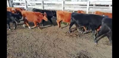 Lote 40 Terneros/as en Villaguay, Entre Ríos