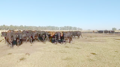 Lote 50 Vacas CUT preñadas en Bolívar, Buenos Aires