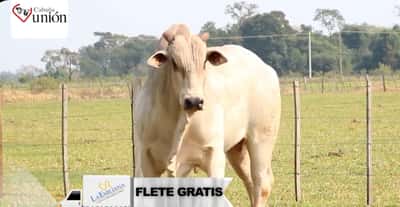 Lote LOTE 19