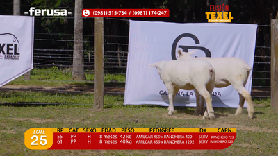 Lote Lote 25