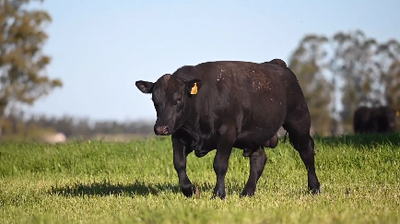 Lote Toro Angus