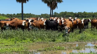 Lote 60 Vacas nuevas Preñadas en Formosa, Formosa