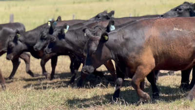 Lote 10 Vaquillonas C/ gtia de preñez en Lincoln