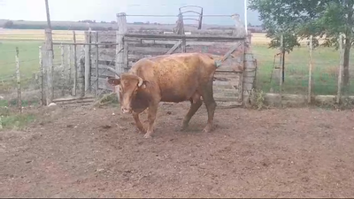 Lote Vacas de Invernada en PUNTAS DE ARENALES