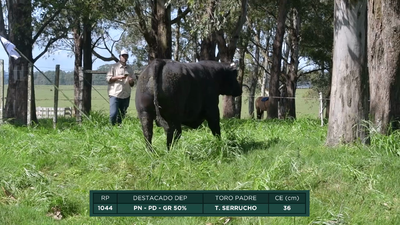 Lote Toros, Treinta y Tres