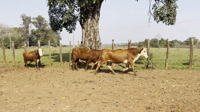 Lote VAQUILLAS BRAFORD, Cabaña "SAN SIMON"