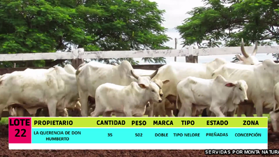 Lote LOTE 22 - 35 VACAS PREÑADAS