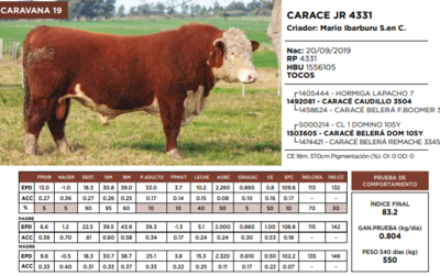 Lote CARACE JR 4331   (GRUPO 2)