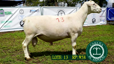 Lote RP W58