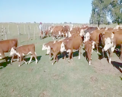 Lote 27 Vacas CUT con cría en Federal, Entre Ríos