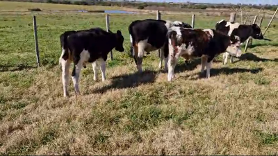 Lote Terneros Holando en Rodriguez