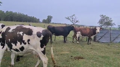 Lote Vacas invernada