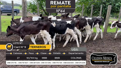 Lote 27 Terneros en Otra Localidad, Colonia