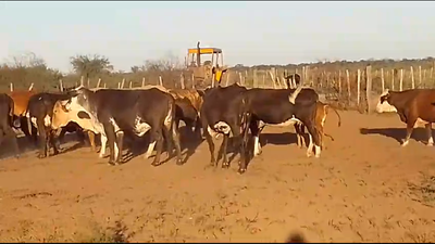 Lote 25 Vacas de invernar en Tintina, Santiago del Estero
