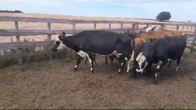 Lote PIEZAS DE CRIA