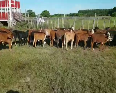 Lote 160 Terneros/as en Mburucuyá, Corrientes