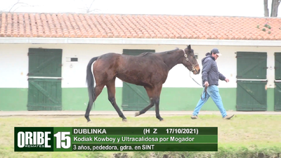 Lote Lote 15