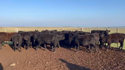 Lote VAQUILLONAS