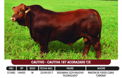 Lote "SELECTA SRL" - CAUTIVO - CAUTIVA 187 ACORAZADO T/E