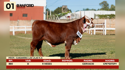Lote LOTE 1