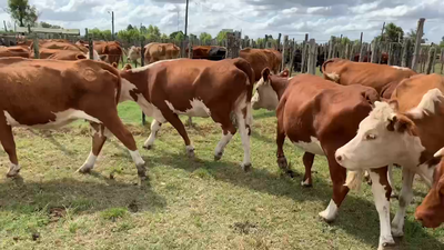 Lote 8 Vacas de Invernada en Tupambaé, Cerro Largo