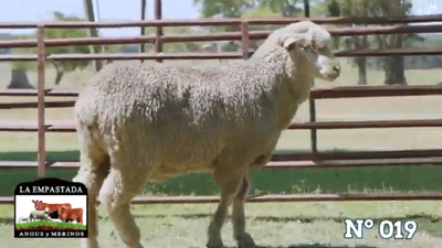 Lote Merino Donhe