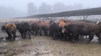 Lote 40 Novillo Gordo en Los Ángeles, VIII Región Biobío