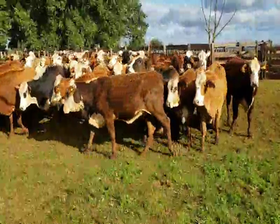 Lote 57 Vaquillonas P/ entorar en Ituzaingó, Corrientes