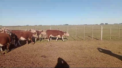 Lote 33 Vacas medio uso C/ gtia de preñez EN DAIREAUX