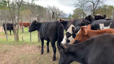 Lote 27 Vacas de Invernada en Melo, Cerro Largo