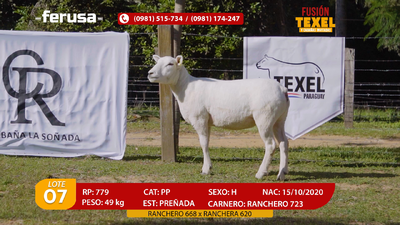 Lote Lote 7