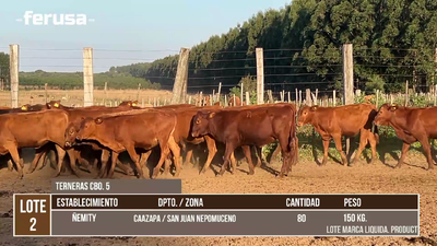 Lote LOTE 2