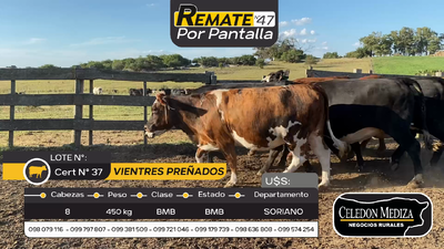 Lote 8 Vientres Preñados en Cardona, Soriano