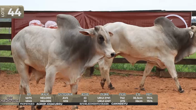 Lote LOTE 44