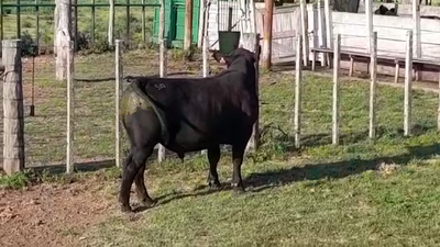 Lote TOROS SA