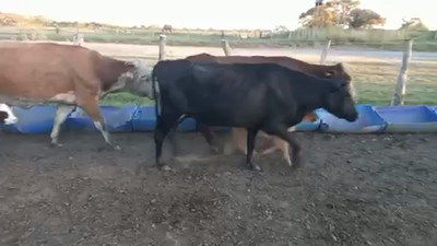 Lote 26 Vacas CUT con cría en La Paz, Entre Ríos