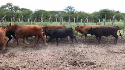 Lote 70 Terneros/as