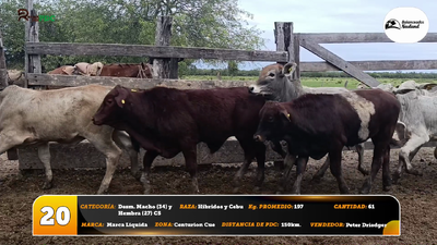 Lote Desm. Macho (34) y Hembra (27) C5