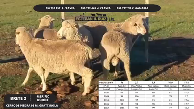 Lote Brete 2