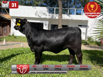 Lote LOTE 31