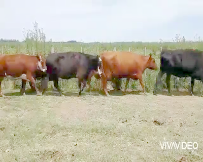 Lote 22 Vacas usadas con cria  en Brandsen, Buenos Aires
