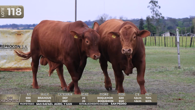 Lote LOTE 118 - EN VIVO