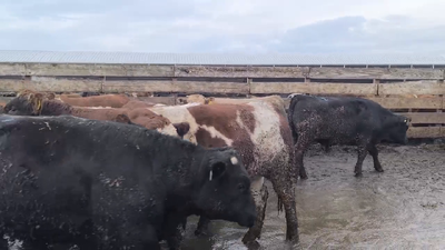 Lote 20 Novillo Gordo en Los Ángeles, VIII Región Biobío