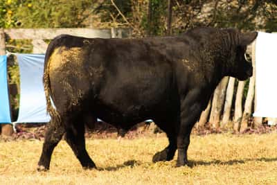 Lote CABAÑA COEMBOTÁ: RP 289