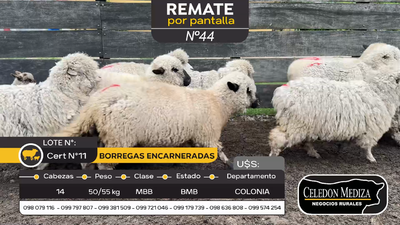 Lote 14 Borregas encarneradas en Paso Antolín, Colonia